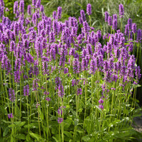 Dichtblütiger Ziest Hummelo - Stachys monieri Hummelo - Bakker