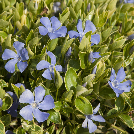 Kleines Immergrün Argenteovariegata (x3)