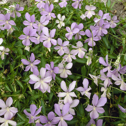 Gehörntes Veilchen Boughton Blue Gehörntes Stiefmütterchen (x3)