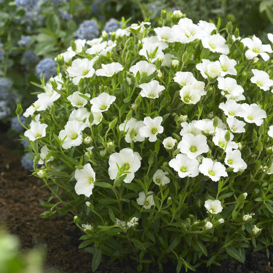 Berg-Sandkraut - Bakker