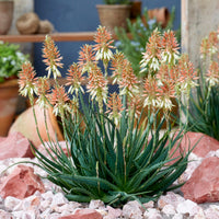 Aloe Safari Sunrise - Bakker
