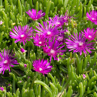 Verkauf Stauden Mittagsblume