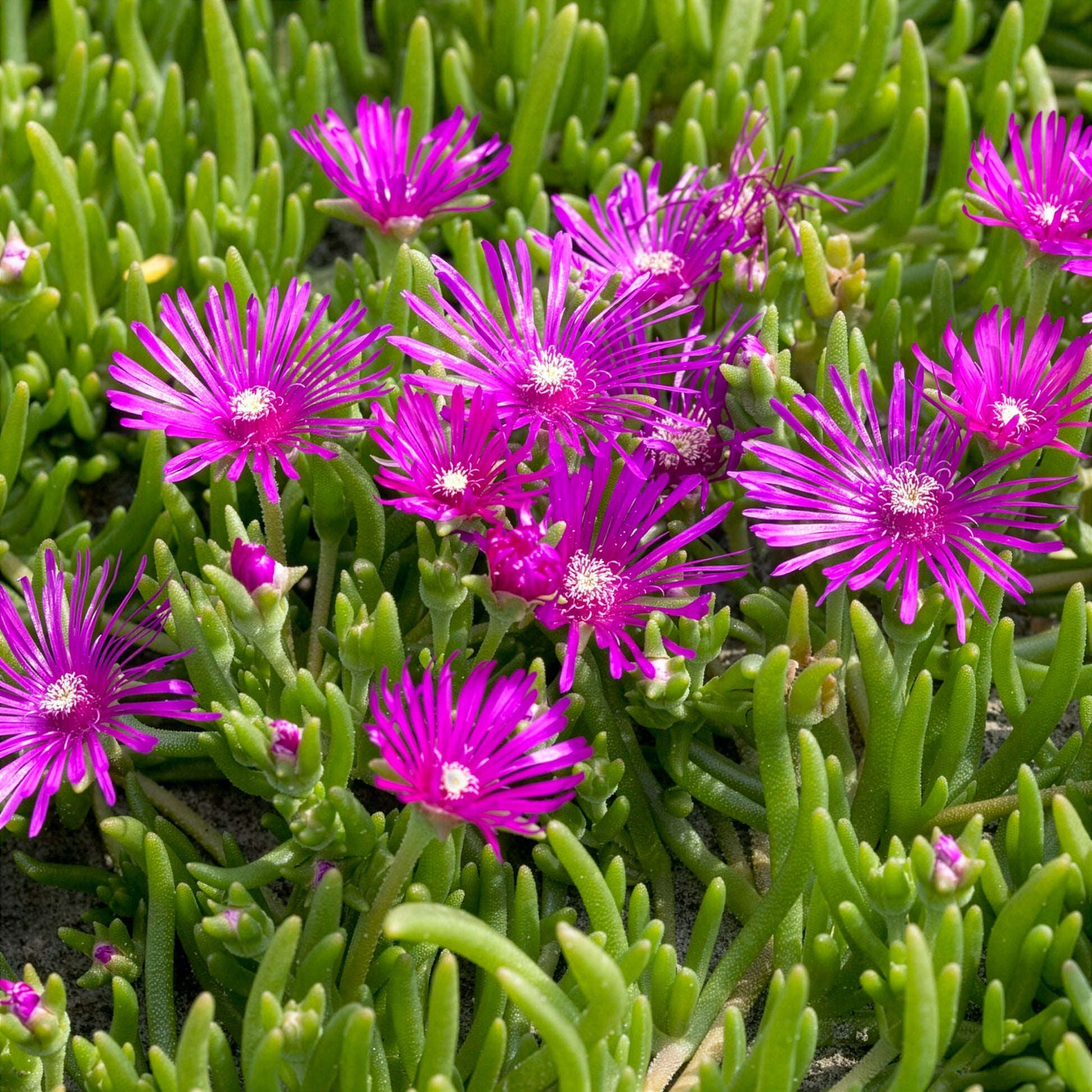 Verkauf Stauden Mittagsblume