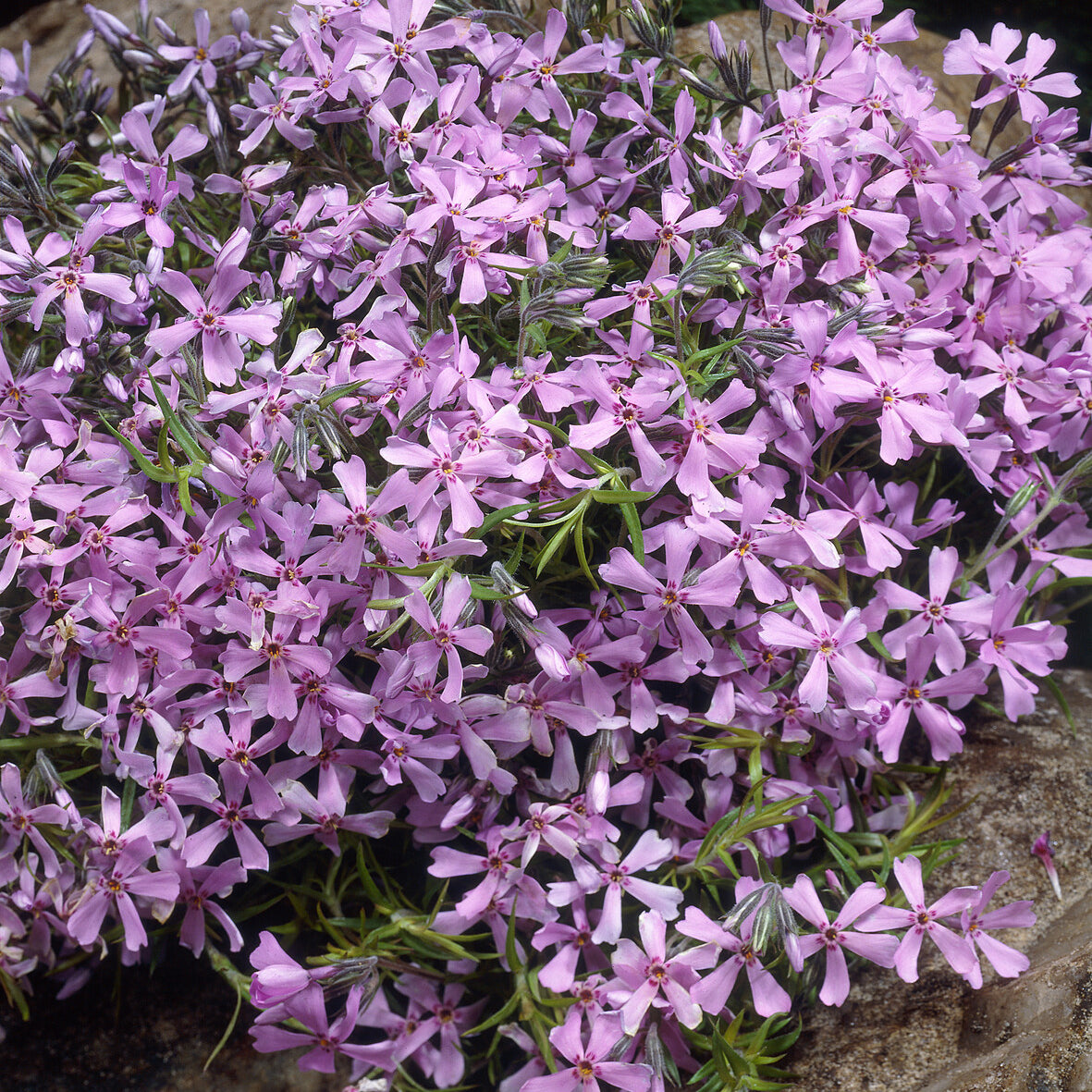 Phlox subulata Moerheimii - Phlox Moos Moerheimii Rosen - Phlox