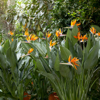 Paradiesvogelblume Strelitzia - Strelitzia reginae - Paradiesvogelblume - Bakker