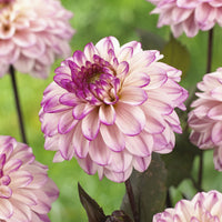 Dahlien-Zwiebeln - Dekorative Dahlien 'Flashback' (x3) - Dahlia flashback