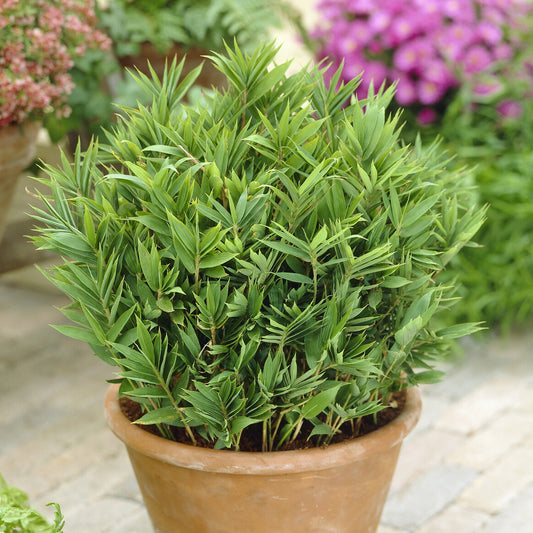 Buschbambus (Pleioblastus pumilus) - Bakker