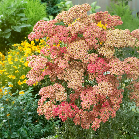 Schafgarbe Wesersandstein - Bakker