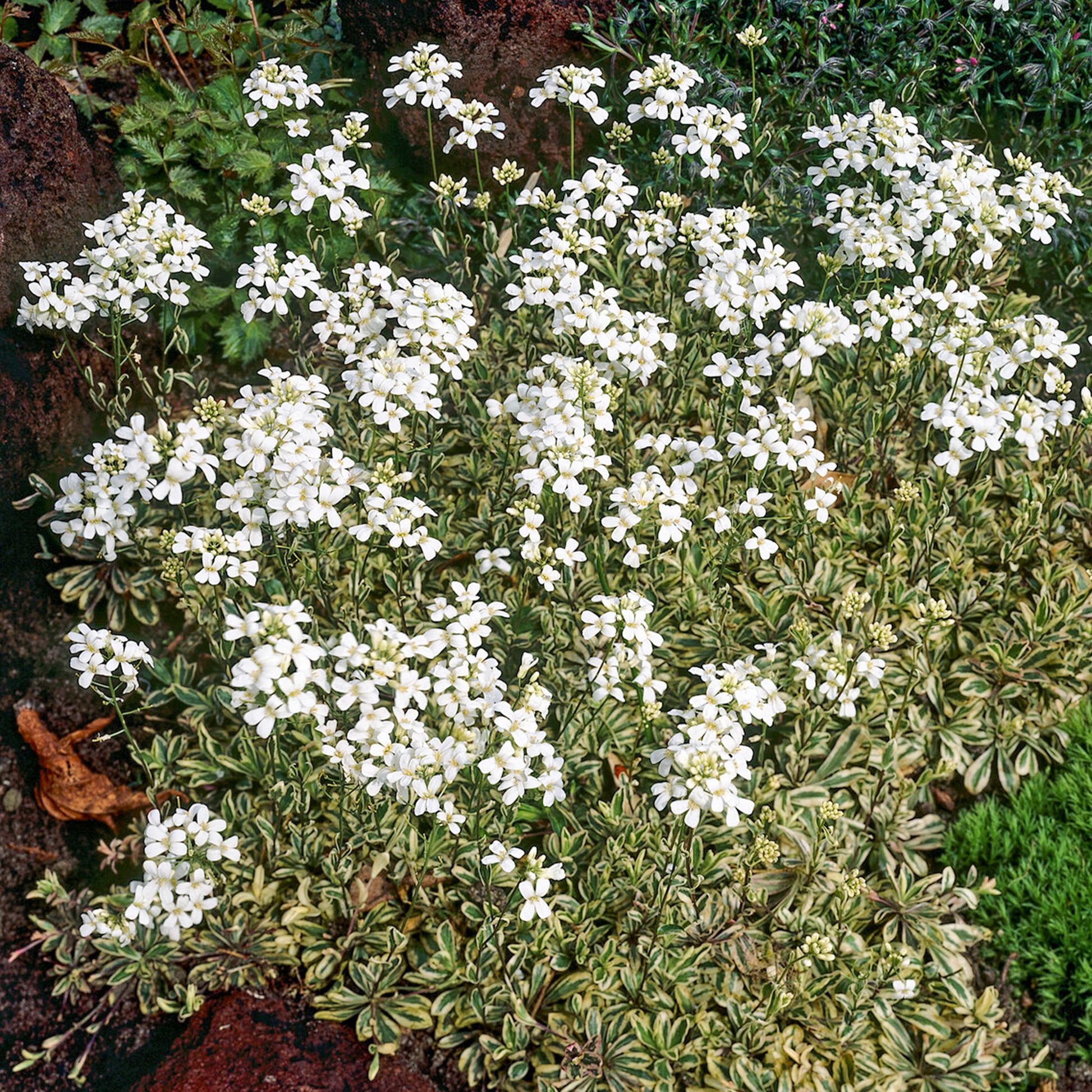 Gänsekresse Variegata - Arabis ferdinandi-coburgii variegata - Bakker