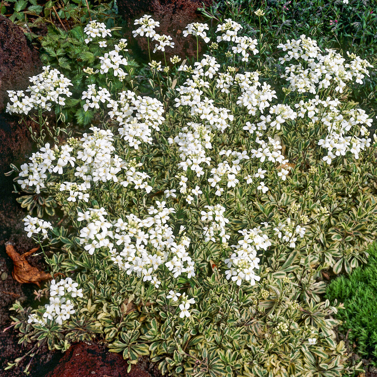 Polster-Gänsekresse ‘Variegata’ - Arabis ferdinandi-coburgii variegata - Bakker