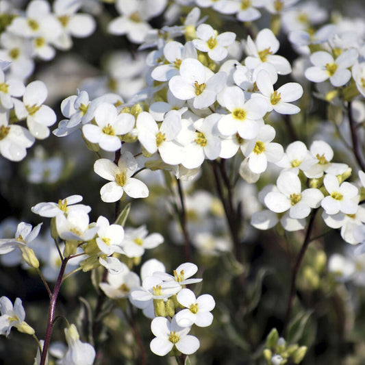 Gänsekresse Variegata - Bakker