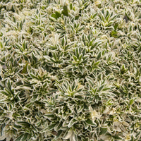 Arabis ferdinandi-coburgii variegata - Gänsekresse Variegata - Stauden