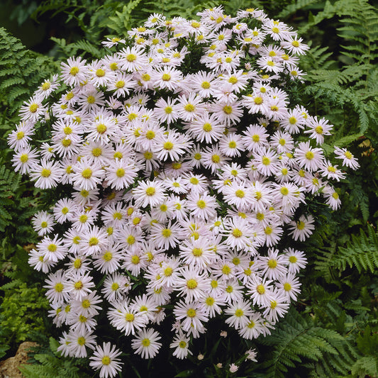 Kissen-Aster Snow Sprite - Bakker