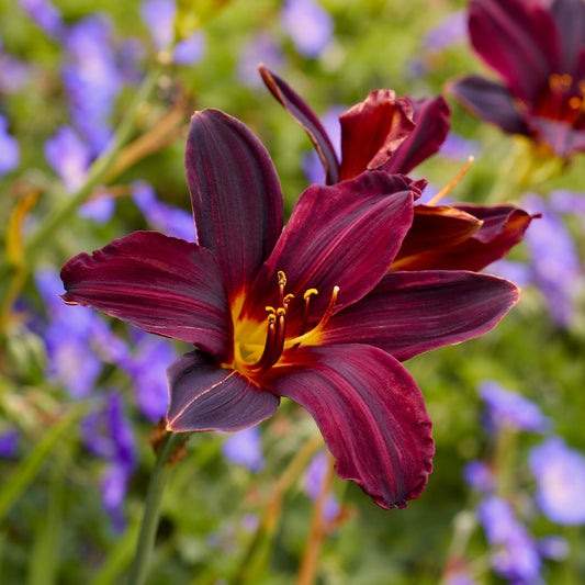 Hemerocallis American Revolution - Bakker