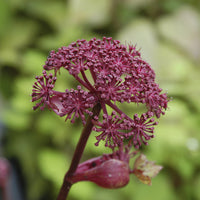 Angelique - Angelica gigas - Bakker