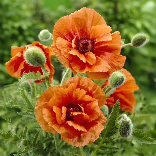 Orientalischer Mohn Harvest Moon - Bakker