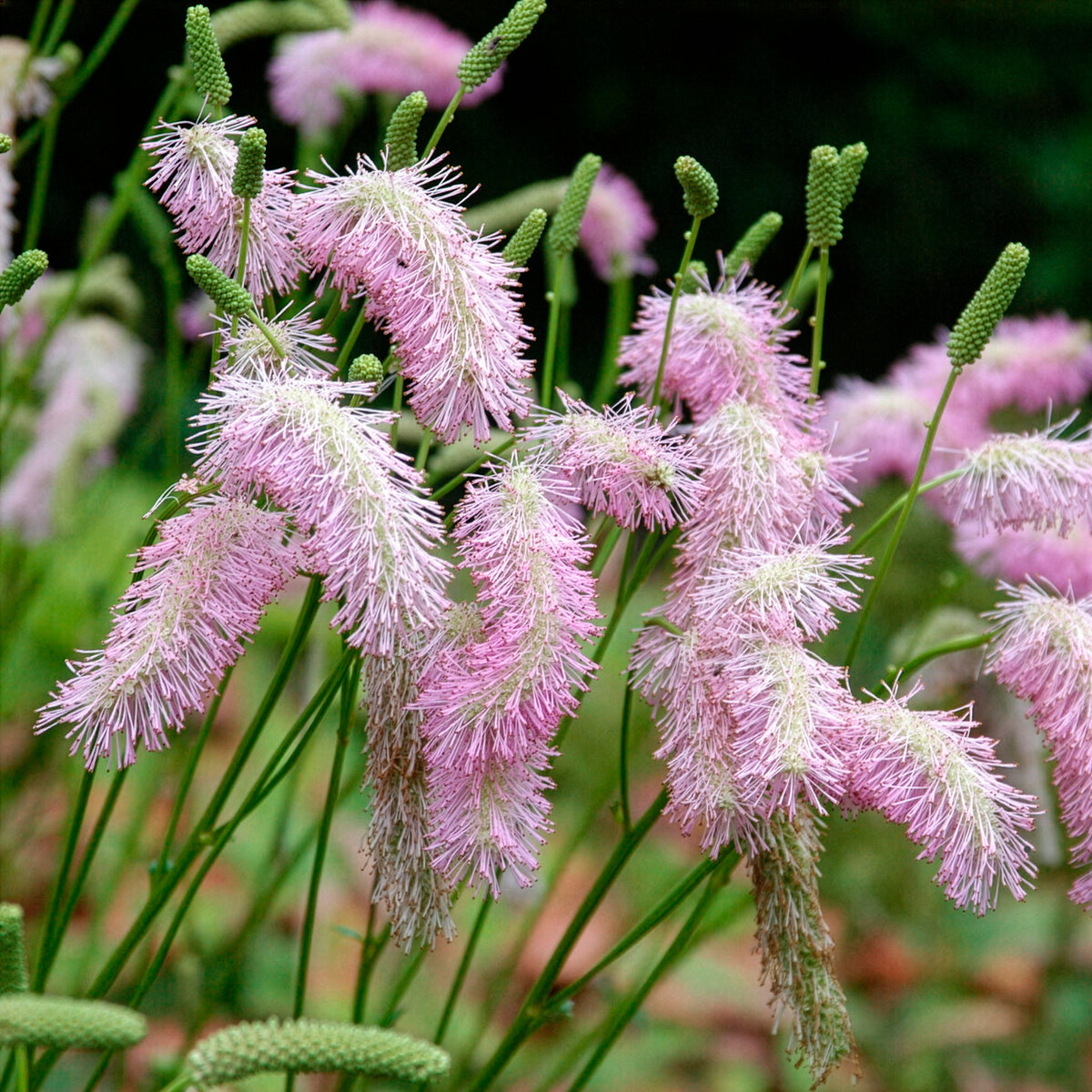 Koreanischer Wiesenknopf Pink Brushes - Sanguisorba Pink Brushes - Bakker