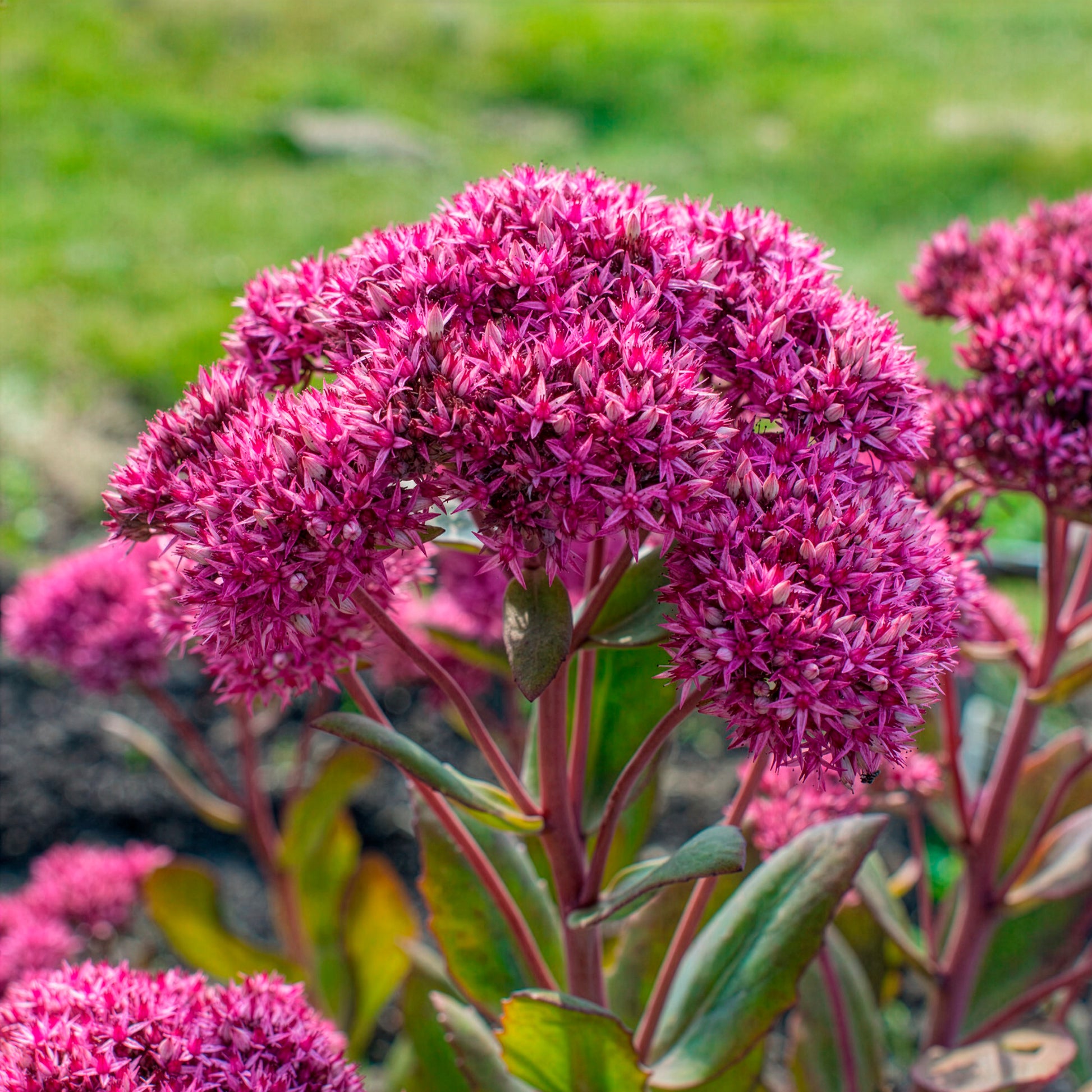 Sedum - Fetthenne - Großes Fettblatt Mr. Goodbud - Sedum Mr Goodbud