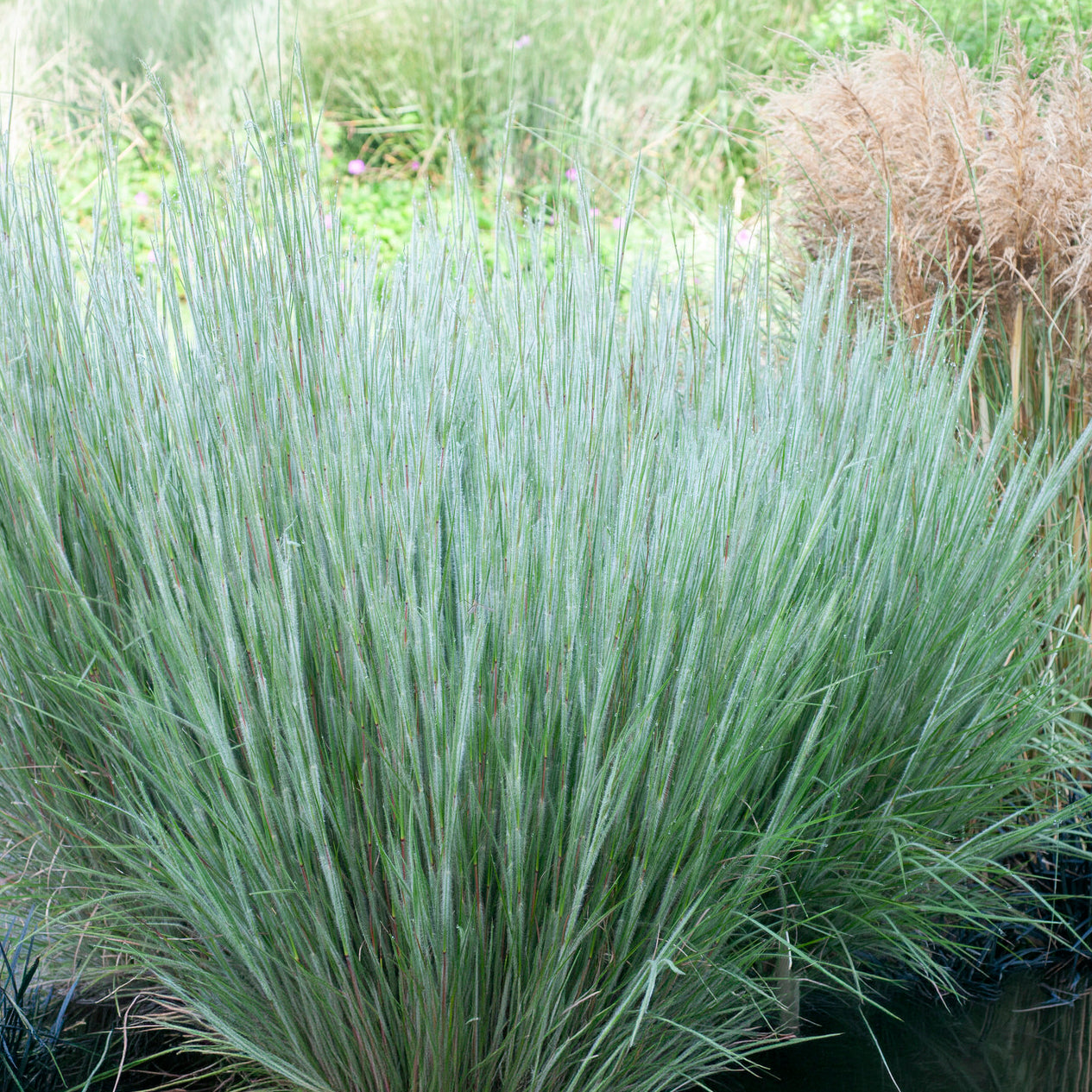 Schizachyrium scoparium Ha Ha Tonka - Präriegras Ha Ha Tonka - Schizachyrium