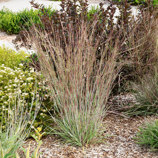 Präriegras Standing Ovation - Bakker