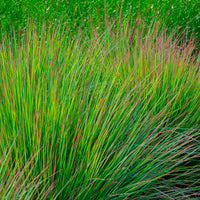 Schizachyrium - Präriegras Standing Ovation - Schizachyrium scoparium Standing Ovation