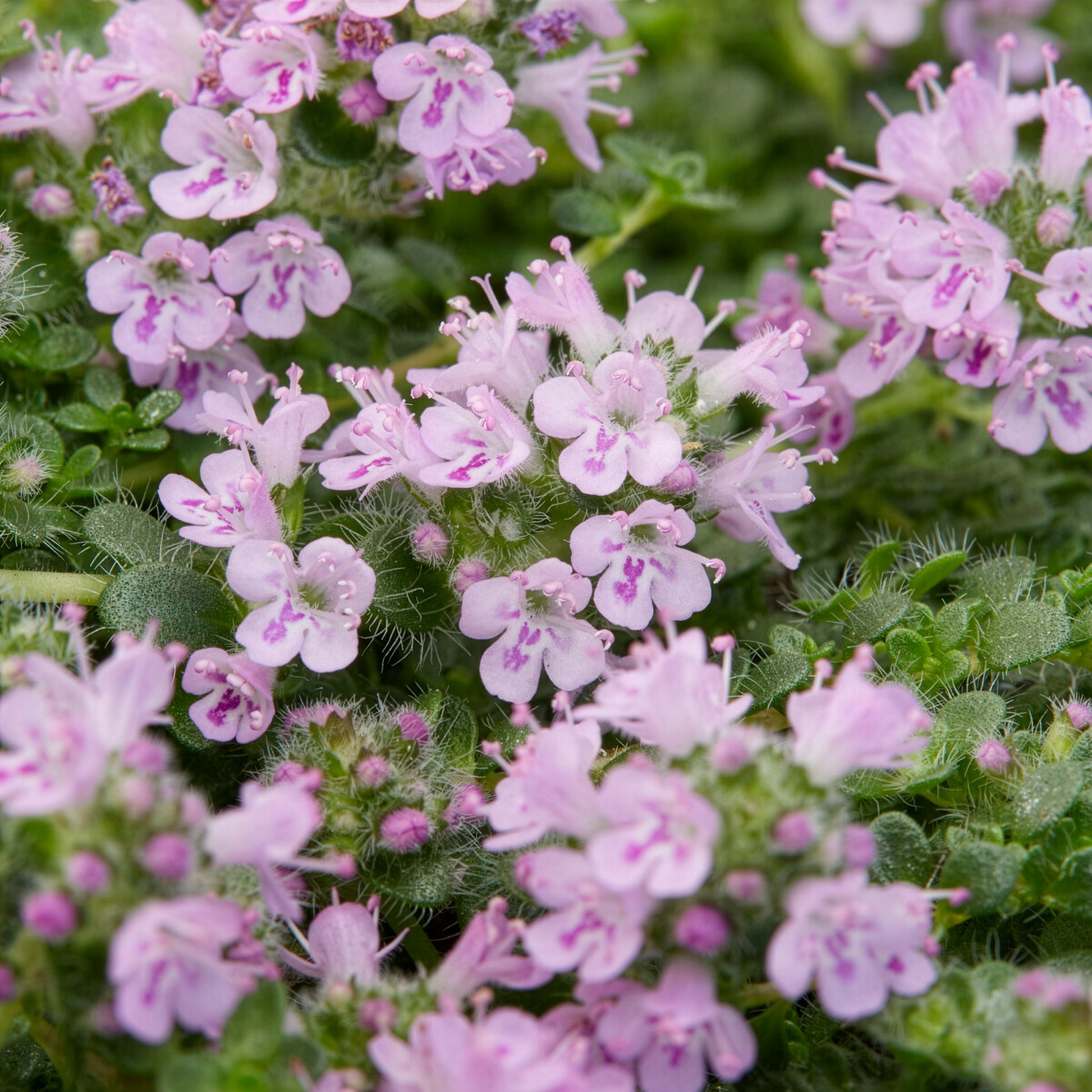 Thymus Elfin - Sand-Thymian Elfin - Mehrjährige Bodendecker