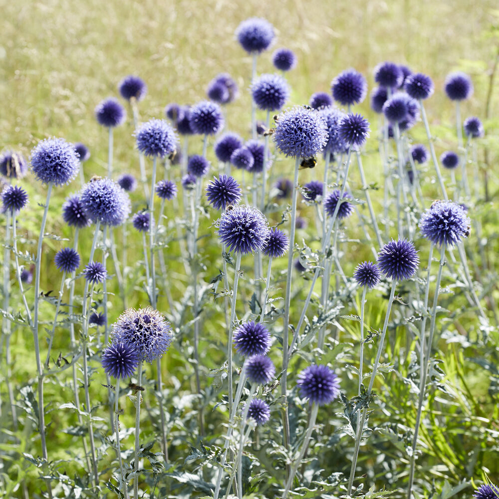 Stauden - Azurblaue Kugel Veitchs Blue - Echinops ritro Veitch's Blue