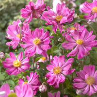 Herbstanemone Prinz Heinrich - Anemone hupehensis 'prinz heinrich' - Bakker