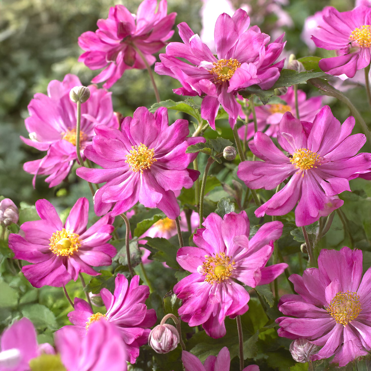 Herbstanemone Prinz Heinrich - Anemone hupehensis 'prinz heinrich' - Bakker