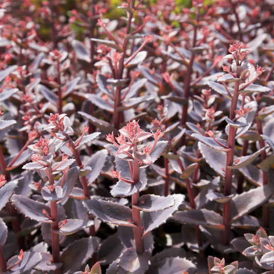 Herbst-Fettblatt 'Chocoloate Cherry' - Bakker