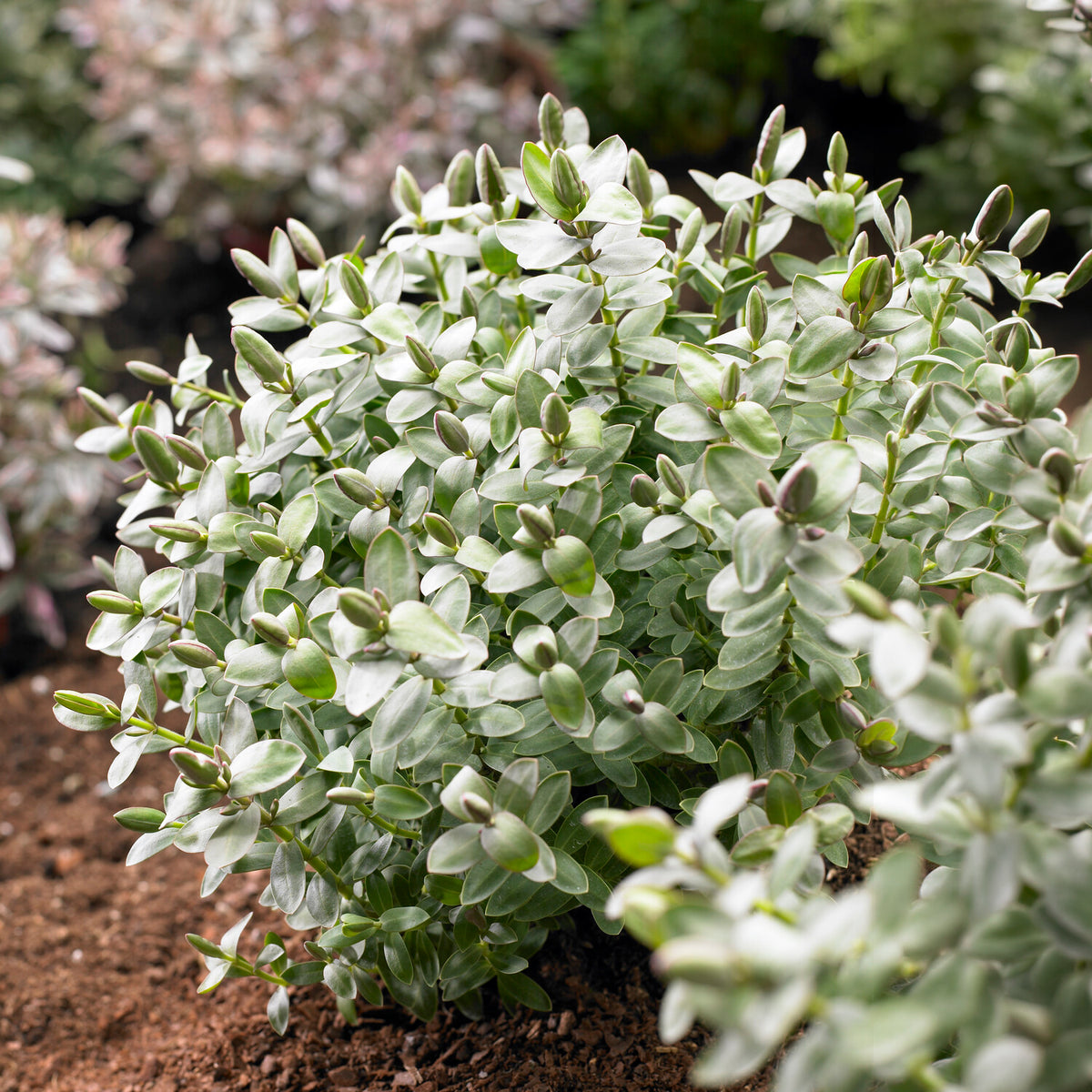Strauchveronika 'Red Edge' - Hebe albicans Red Edge - Bakker