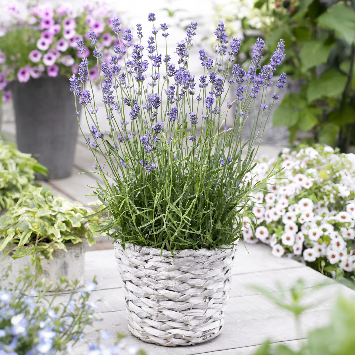 Echter Lavendel Munstead - Bakker