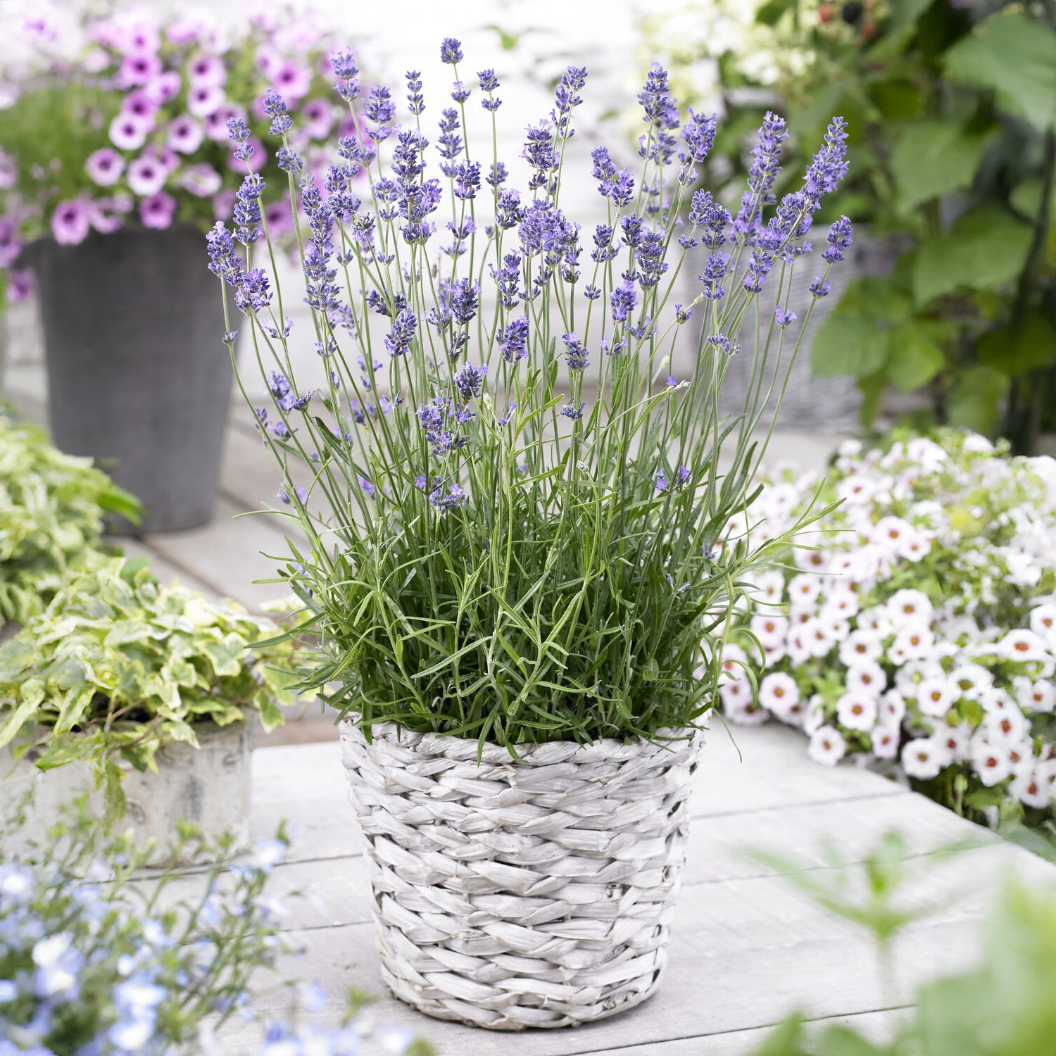 Lavandula angustifolia 'munstead' - Echter Lavendel Munstead - Lavendel