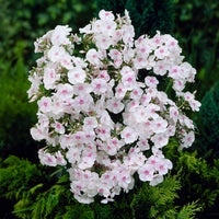 Flammenblume Miss Holland - Phlox paniculata Miss Holland - Bakker