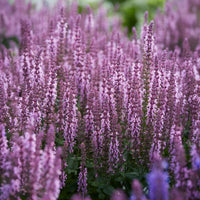 Steppensalbei 'Sensation Pink' - Salvia nemorosa sensation pink - Bakker