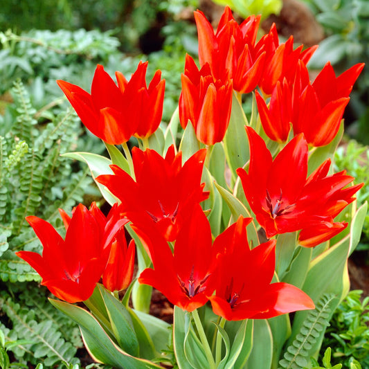 Tulpen praestans Bloemenlust - Bakker