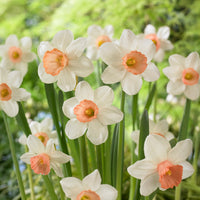 Narzissen Iwona (x5) - Bakker