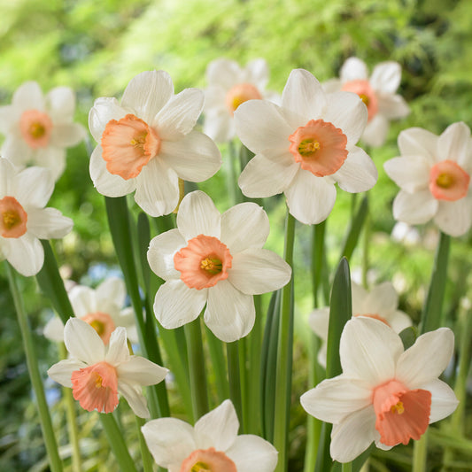 Narzissen Iwona (x5) - Bakker
