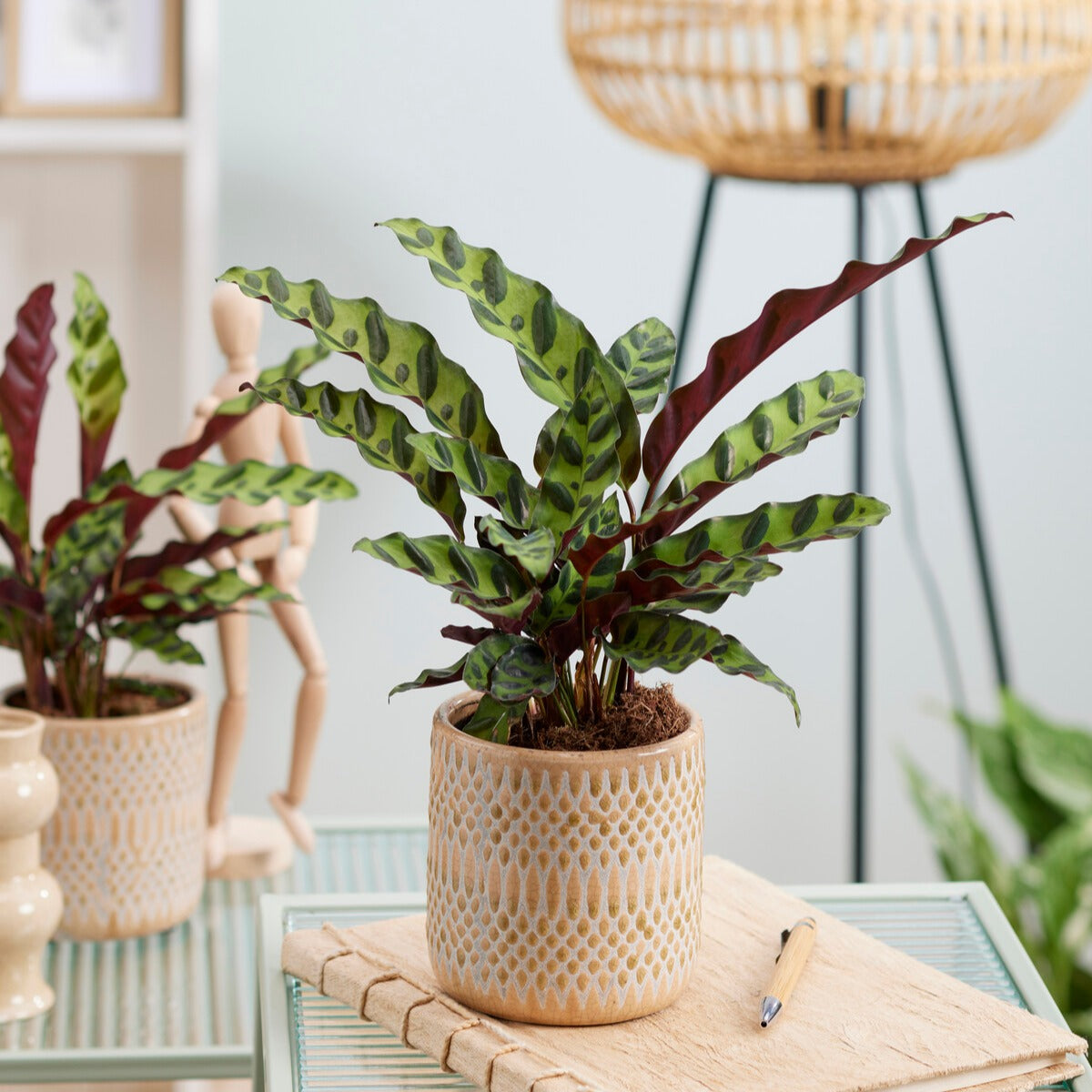 Calathea insignis - Korbmarante 'Insignis' - Zusammenstellungen von Zimmerpflanzen