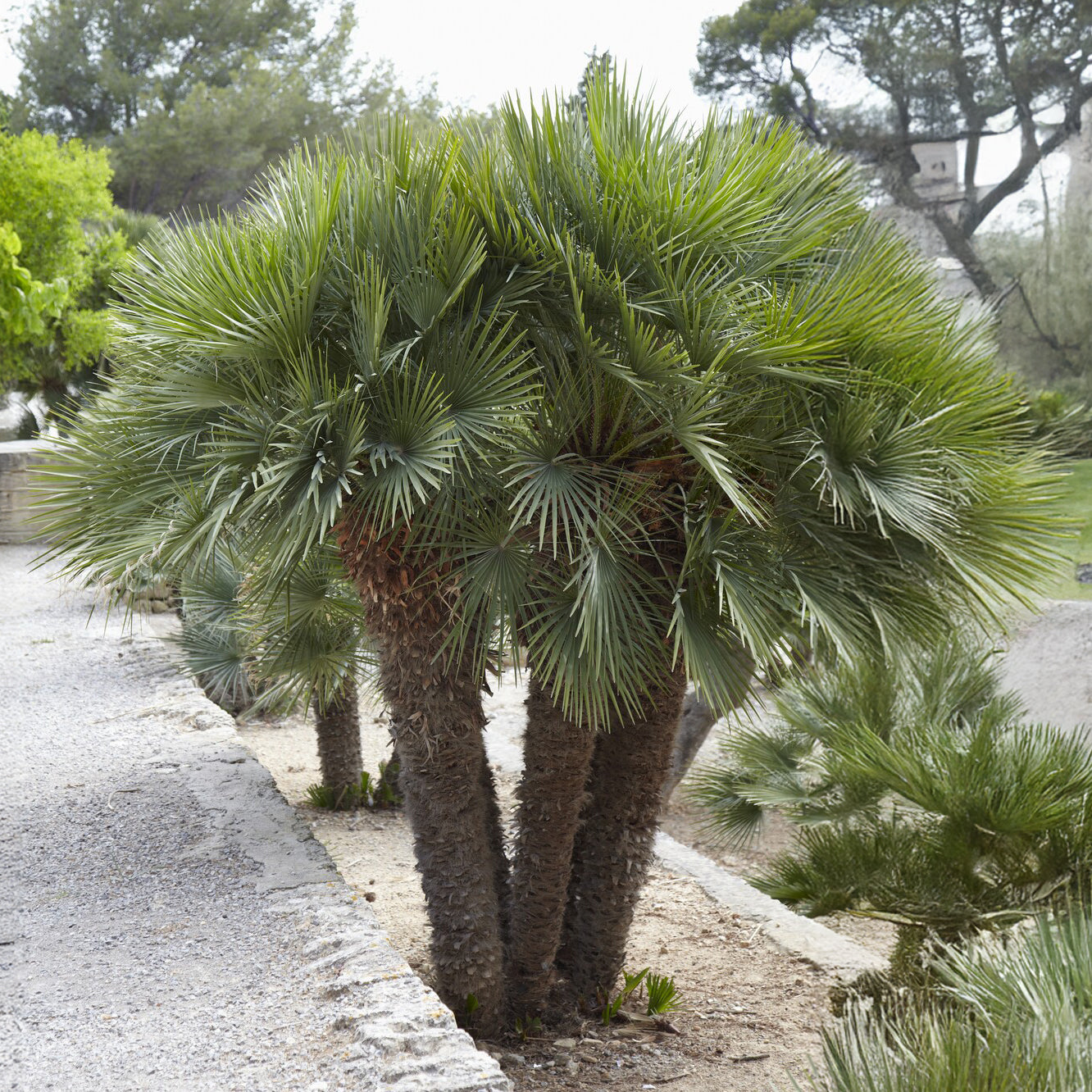Zwergpalme Vulcano - Chamaerops humilis Vulcano  - Bakker
