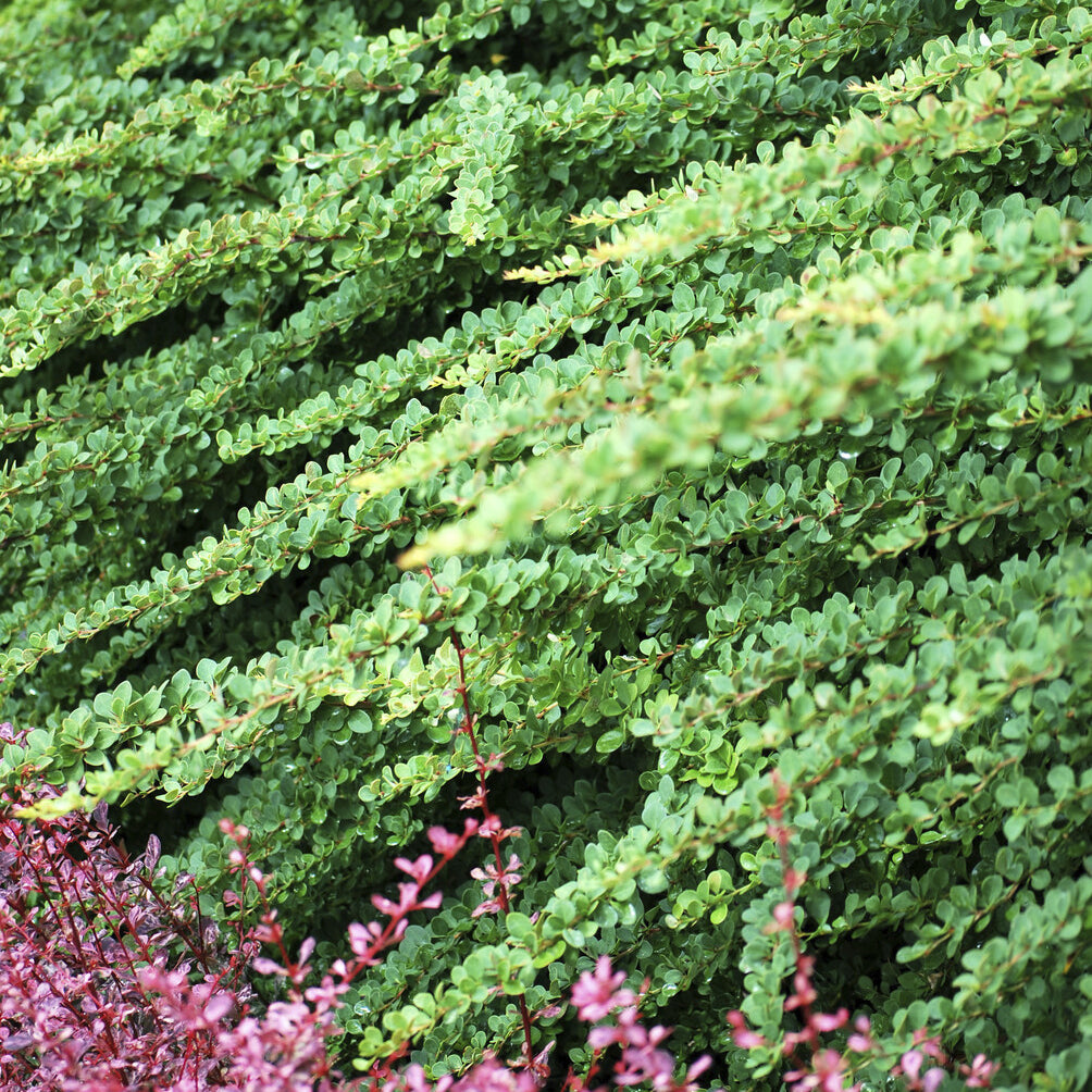 Berberitze Green Carpet - Bakker