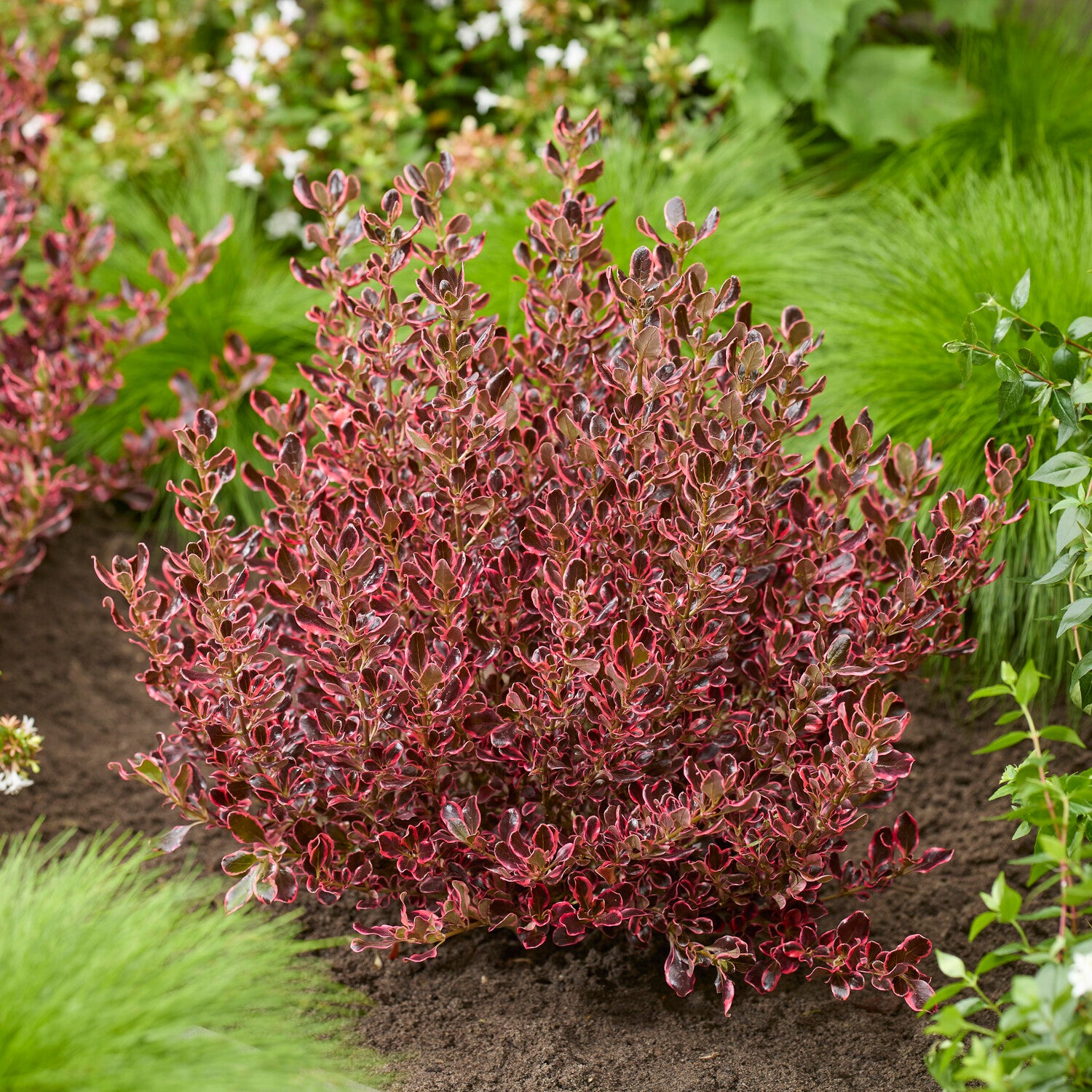 Coprosma Eclipse® - Coprosma repens Eclipse® - Bakker