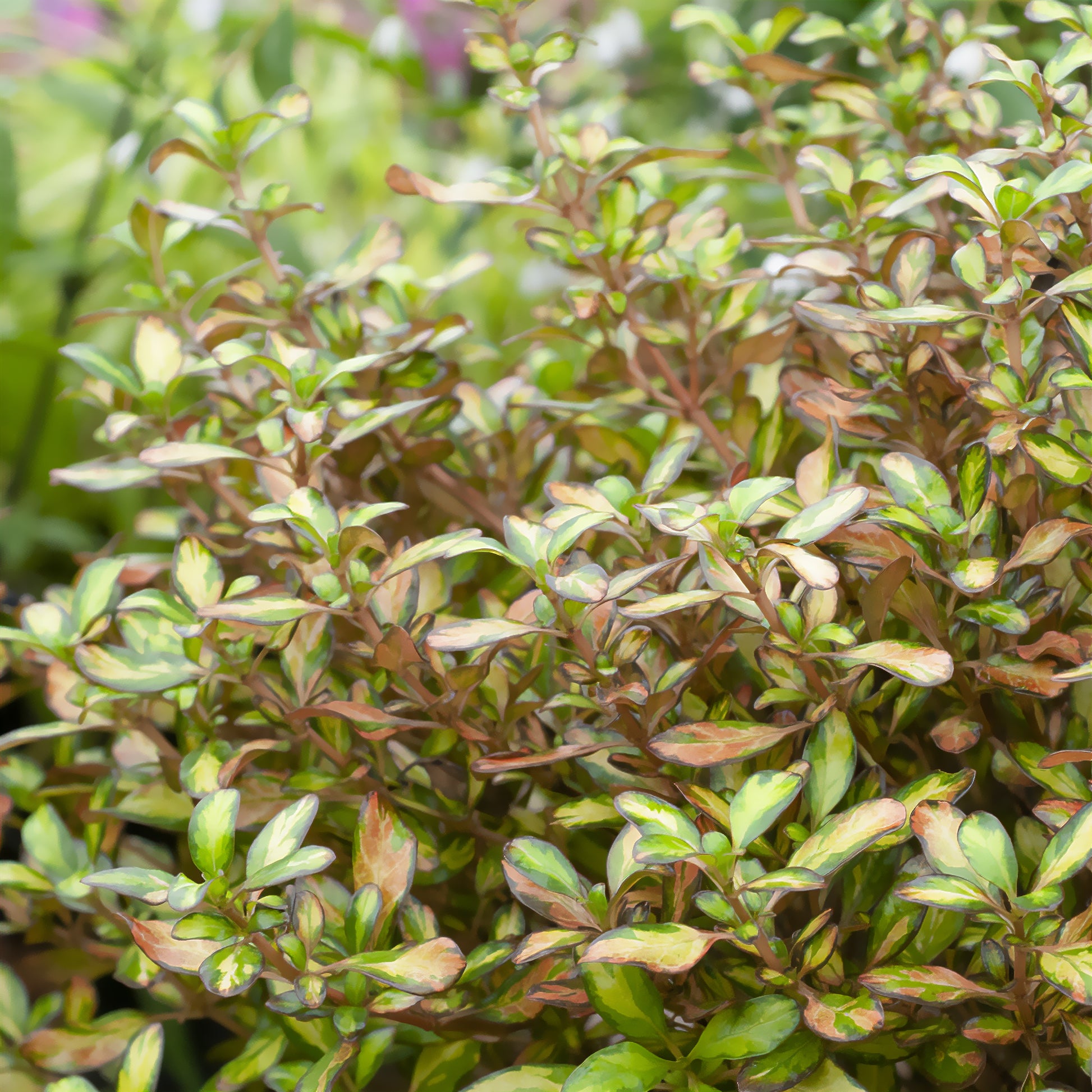 Coprosma - Coprosma Evening Glow - Bakker