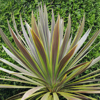 Cordyline australis Choc-Mint® - Australische Keulenlilie Choc-Mint® - Cordyline
