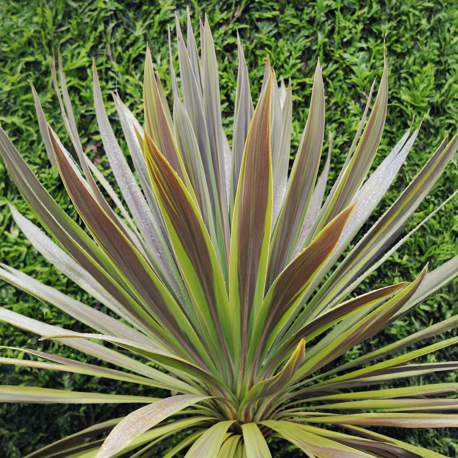 Cordyline australis Choc-Mint® - Australische Keulenlilie Choc-Mint® - Stauden