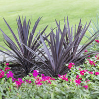 Australische Keulenlilie Red Sensation® - Bakker