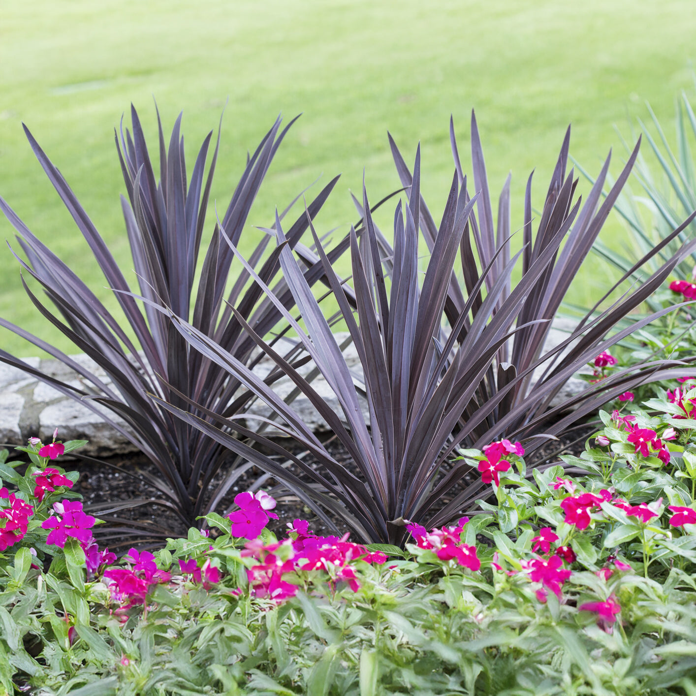 Australische Keulenlilie Red Sensation® - Bakker