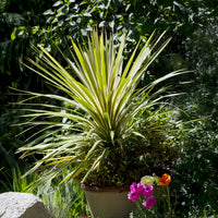 Australische Keulenlilie Torbay Dazzler® - Bakker
