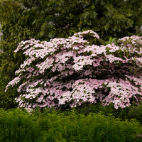 Blühende Bäume - Japanischer Hartriegel Satomi - Cornus kousa Satomi