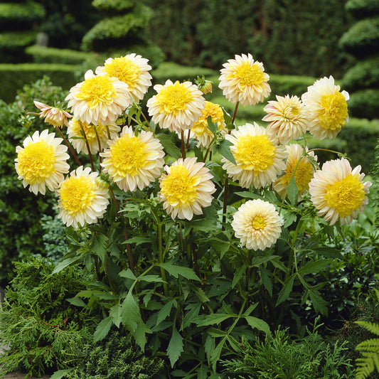 Anemonen-Dahlie Polka - Bakker